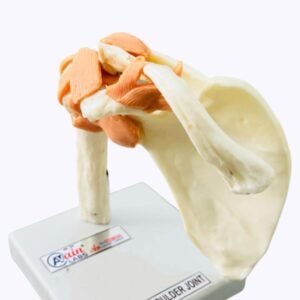 SHOULDER JOINT MODEL WITH LIGAMENTS (IMPORTED COPY) AL-5031B