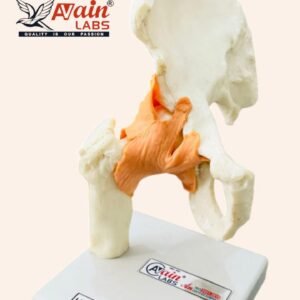 HIP JOINT MODEL WITH LIGAMENTS ( IMPORTED COPY) AL-5032B