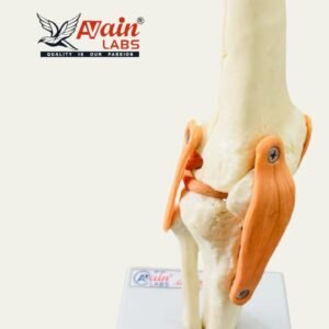 KNEE JOINT MODEL WITH LIGAMENTS (IMPORTED COPY) AL-5033B