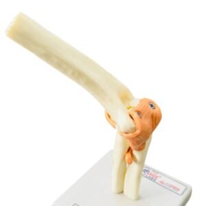 AL-5034B ELBOW JOINT MODEL WITH LIGAMENTS (IMPORTED COPY)