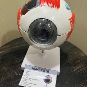 HUMAN EYE MODEL (IMPORTED COPY) AL-5063C