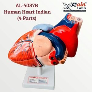 Human Heart Indian (4 Parts) AL-5087B