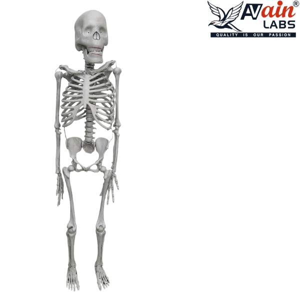HUMAN SKELETON LIFESIZE (180CM) AL-5012A (Without stand)