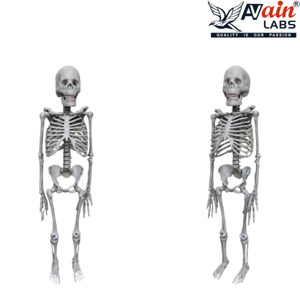 HUMAN SKELETON LIFESIZE (180CM) AL-5012A (Without stand) - Image 4