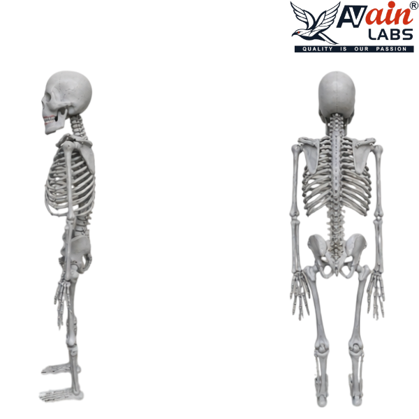 HUMAN SKELETON LIFESIZE (180CM) AL-5012A (Without stand) - Image 5