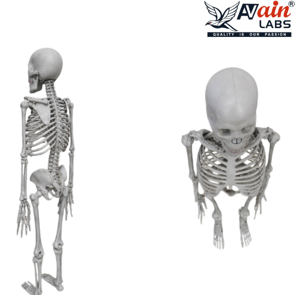 HUMAN SKELETON LIFESIZE (180CM) AL-5012A (Without stand) - Image 2