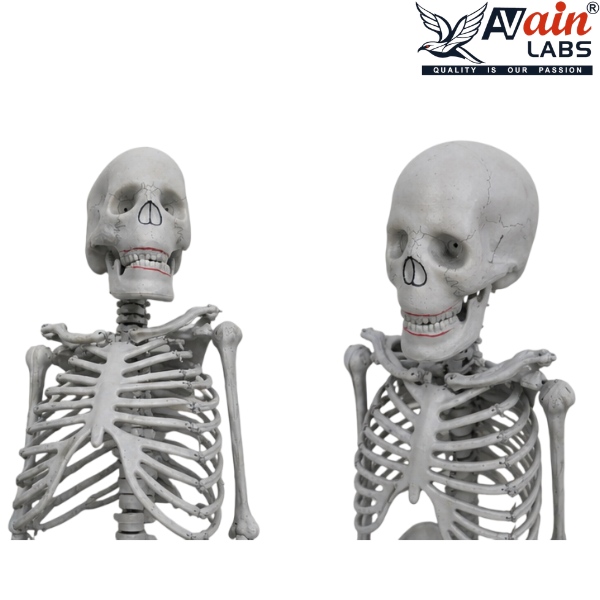 HUMAN SKELETON LIFESIZE (180CM) AL-5012A (Without stand) - Image 3