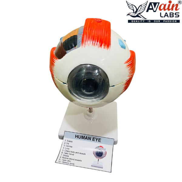 HUMAN EYE MODEL (DELUXE) AL-5063C - Image 3