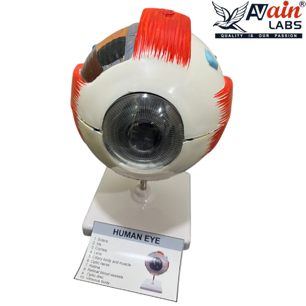 HUMAN EYE MODEL (DELUXE) AL-5063C - Image 2