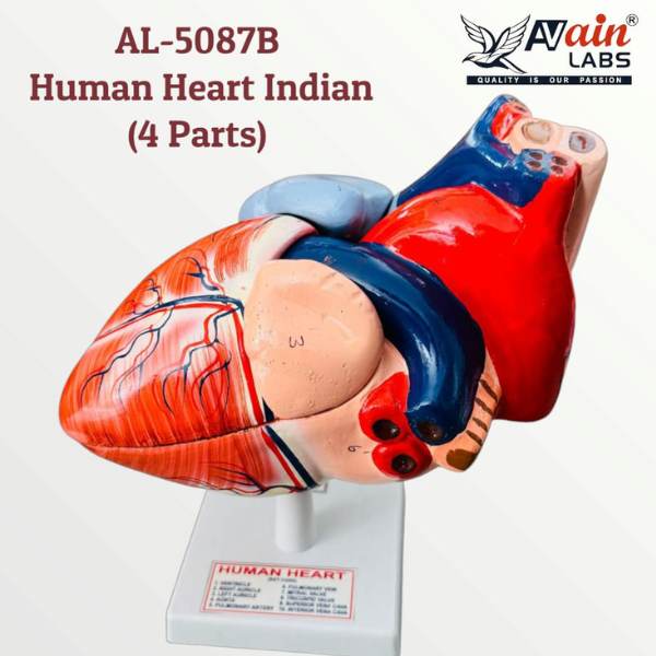 Human Heart Indian (4 Parts) AL-5087B