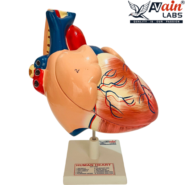 Human Heart Indian (4 Parts) AL-5087B - Image 2