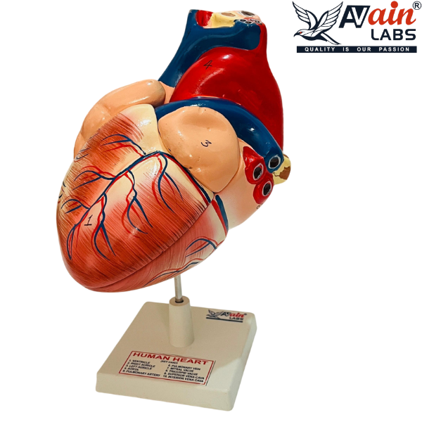 Human Heart Indian (4 Parts) AL-5087B - Image 3