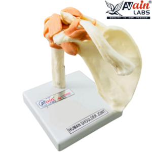 SHOULDER JOINT MODEL WITH LIGAMENTS (DELUXE) AL-5031B