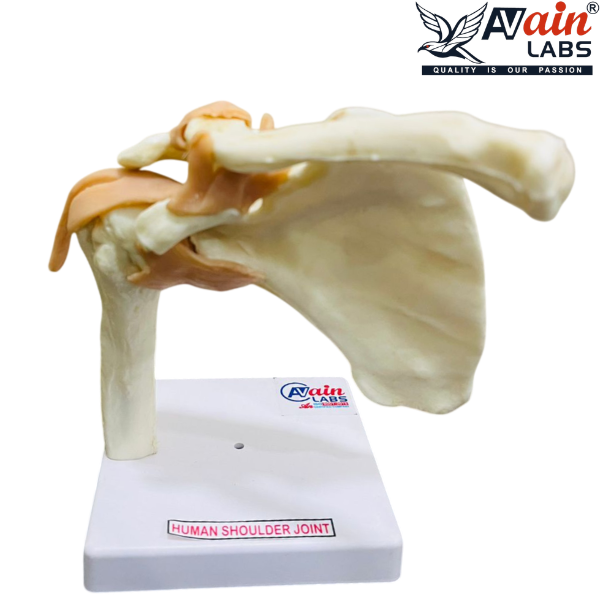SHOULDER JOINT MODEL WITH LIGAMENTS (DELUXE) AL-5031B - Image 3
