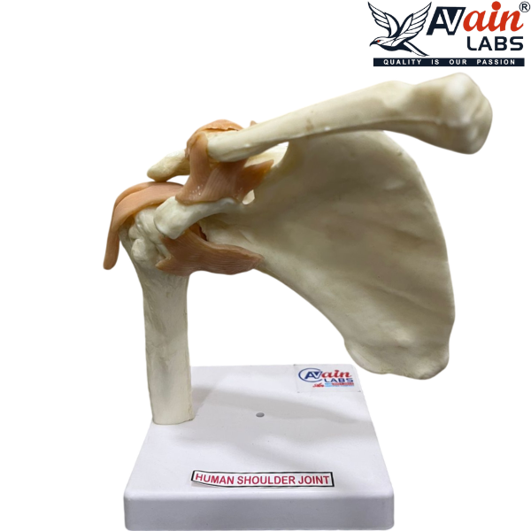 SHOULDER JOINT MODEL WITH LIGAMENTS (DELUXE) AL-5031B - Image 2