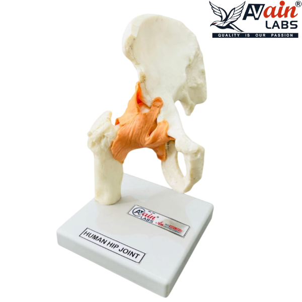 HIP JOINT MODEL WITH LIGAMENTS ( DELUXE) AL-5032B