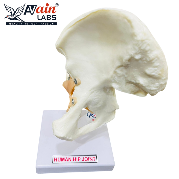 HIP JOINT MODEL WITH LIGAMENTS ( DELUXE) AL-5032B - Image 4
