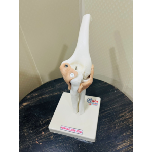 ELBOW JOINT MODEL WITH LIGAMENTS (DELUXE) AL-5034B