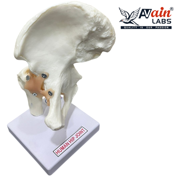 HIP JOINT MODEL WITH LIGAMENTS ( DELUXE) AL-5032B - Image 2