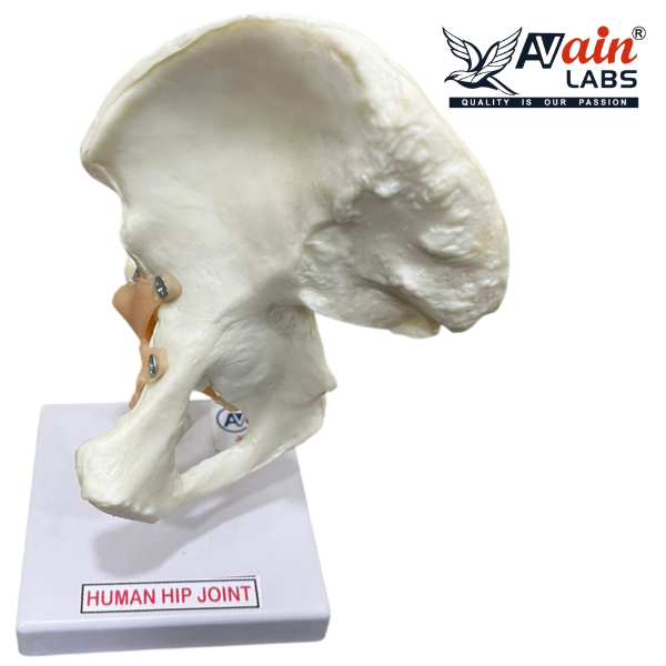 HIP JOINT MODEL WITH LIGAMENTS ( DELUXE) AL-5032B - Image 3