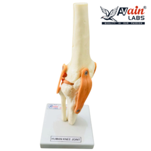 KNEE JOINT MODEL WITH LIGAMENTS (DELUXE) AL-5033B