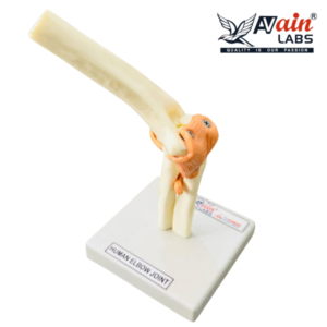ELBOW JOINT MODEL WITH LIGAMENTS (DELUXE) AL-5034B