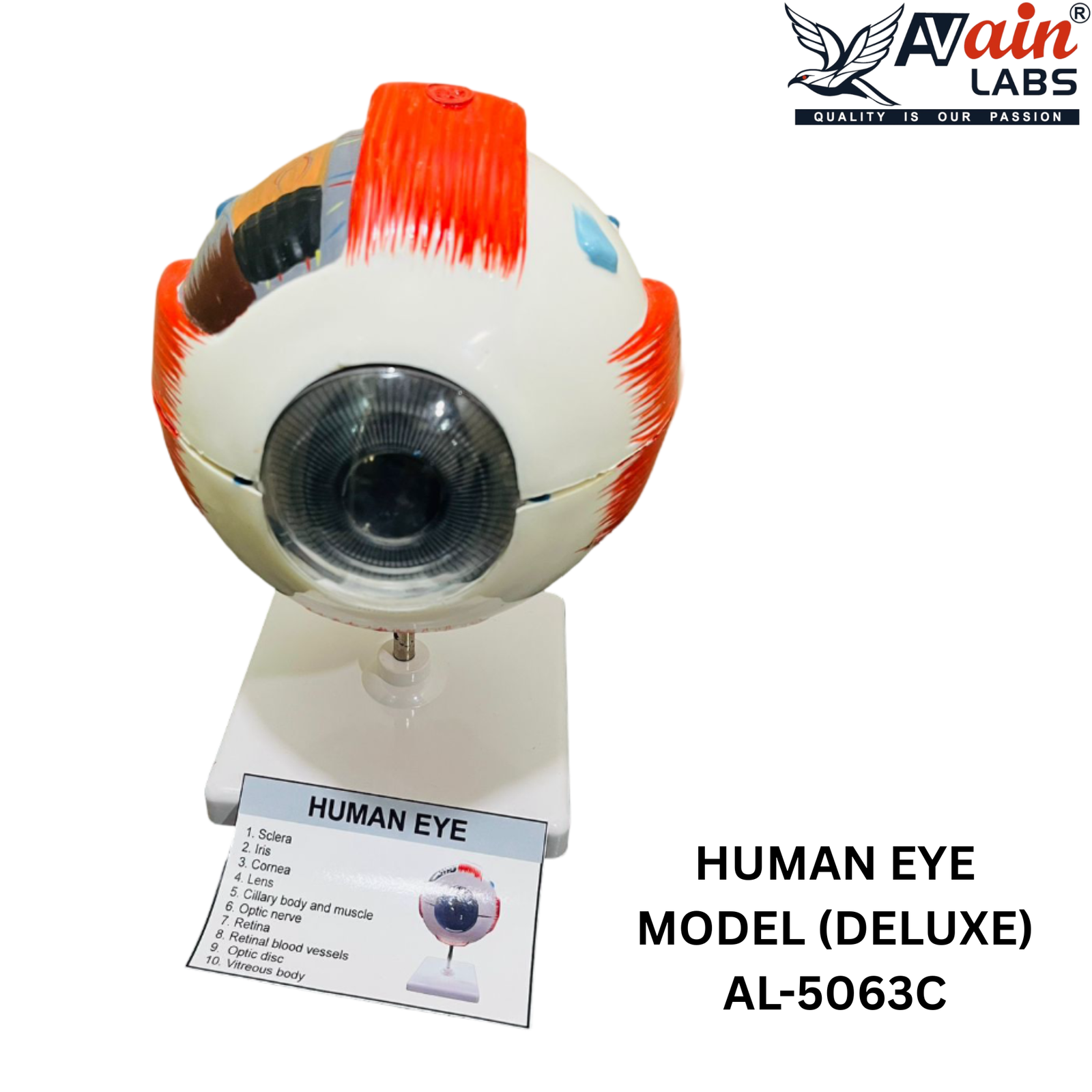 HUMAN EYE MODEL (DELUXE) AL-5063C