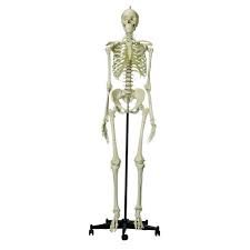 HUMAN SKELETON LIFESIZE (180CM) withstand (Indian) AL-5012A (Without stand)