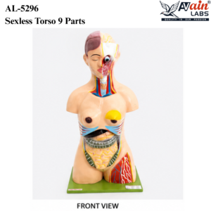 AVAIN LABS® Sexless Torso 9 Parts AL-5296