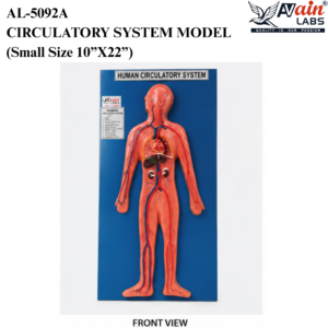 AVAIN LABS® CIRCULATORY SYSTEM MODEL