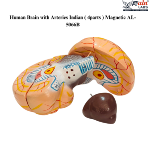 AVAIN LABS® Human Brain with Arteries
