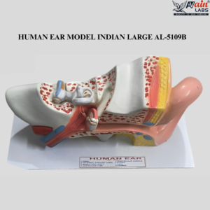 AVAIN LABS® GIANT HUMAN EAR MODEL
