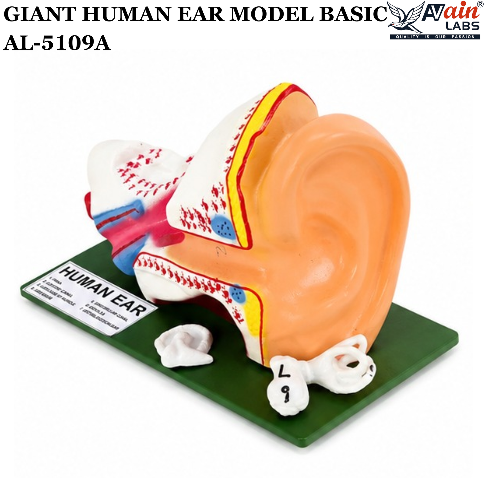 AVAIN LABS® GIANT HUMAN EAR MODEL - Image 9