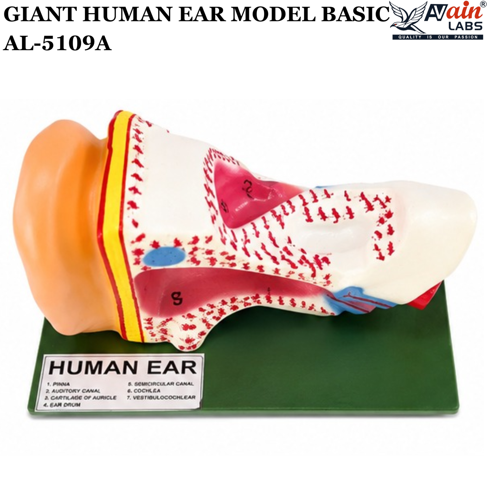 AVAIN LABS® GIANT HUMAN EAR MODEL - Image 7