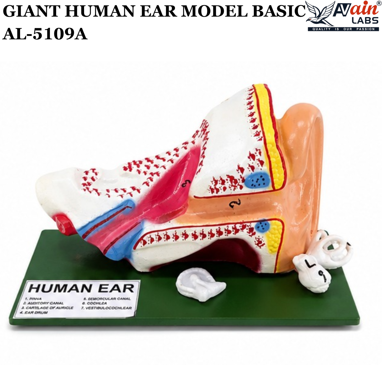AVAIN LABS® GIANT HUMAN EAR MODEL - Image 8
