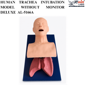 AVAIN LABS® HUMAN TRACHEA INTUBATION MODEL WITHOUT MONITOR Deluxe AL-5166A