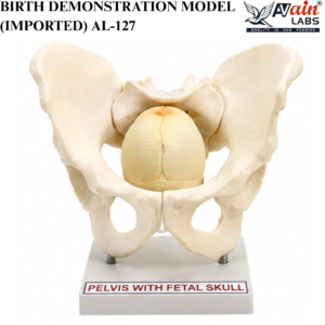 AVAIN LABS® BIRTH DEMONSTRATION MODEL