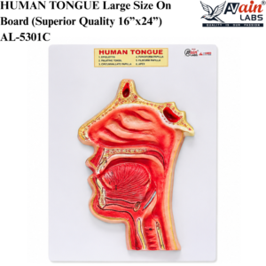 AVAIN LABS® HUMAN TONGUE MODEL