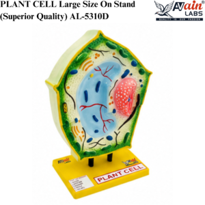 AVAIN LABS® PLANT CELL MODEL