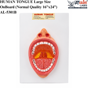 AVAIN LABS®HUMAN TONGUE Large Size On Board (Normal Quality 16”x24”) AL-5301B
