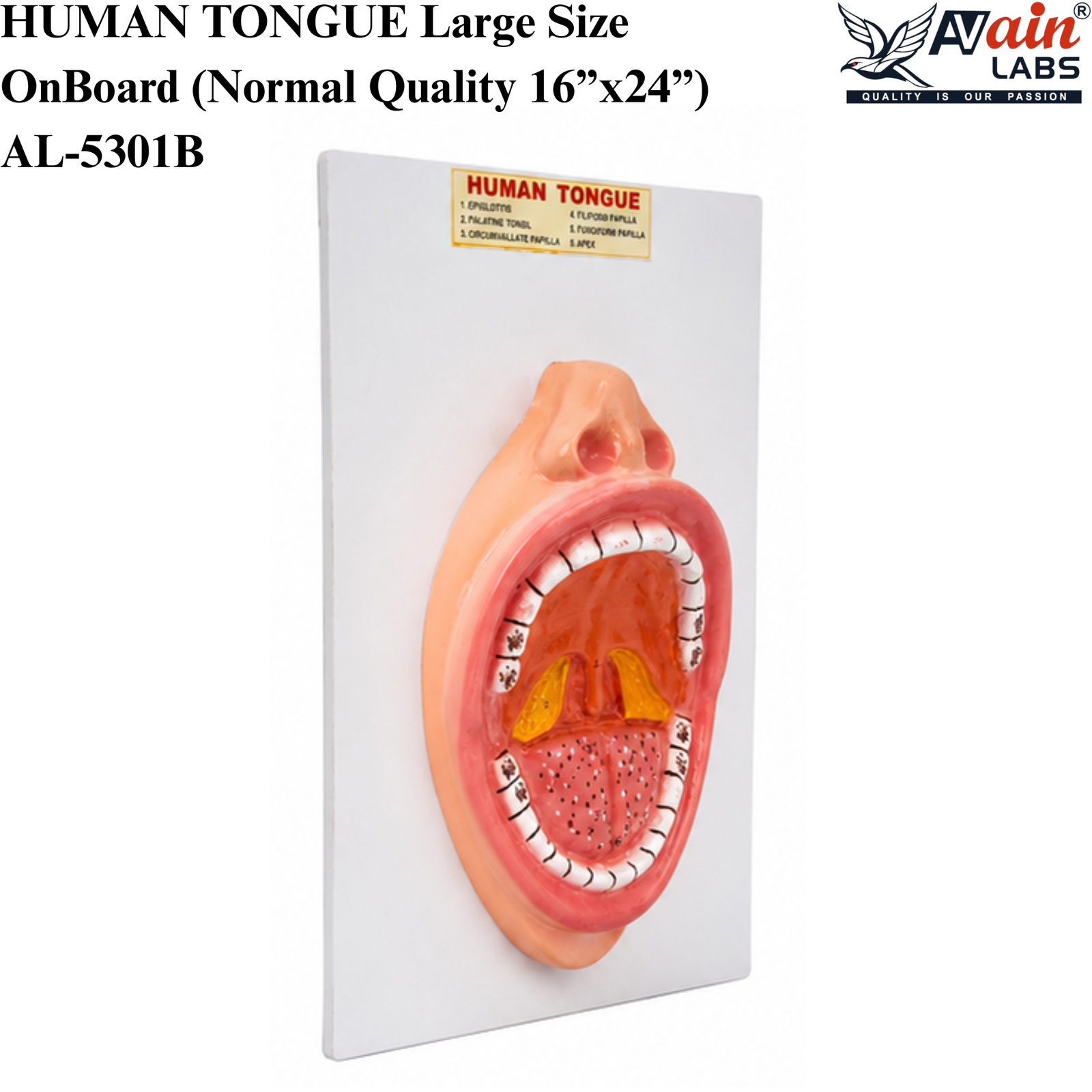 AVAIN LABS®HUMAN TONGUE Large Size On Board (Normal Quality 16”x24”) AL-5301B - Image 3