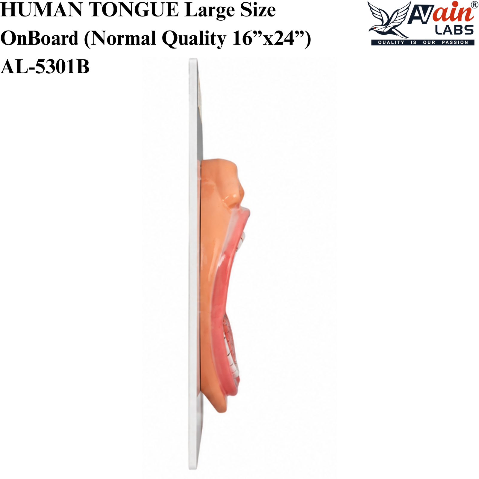 AVAIN LABS®HUMAN TONGUE Large Size On Board (Normal Quality 16”x24”) AL-5301B - Image 4