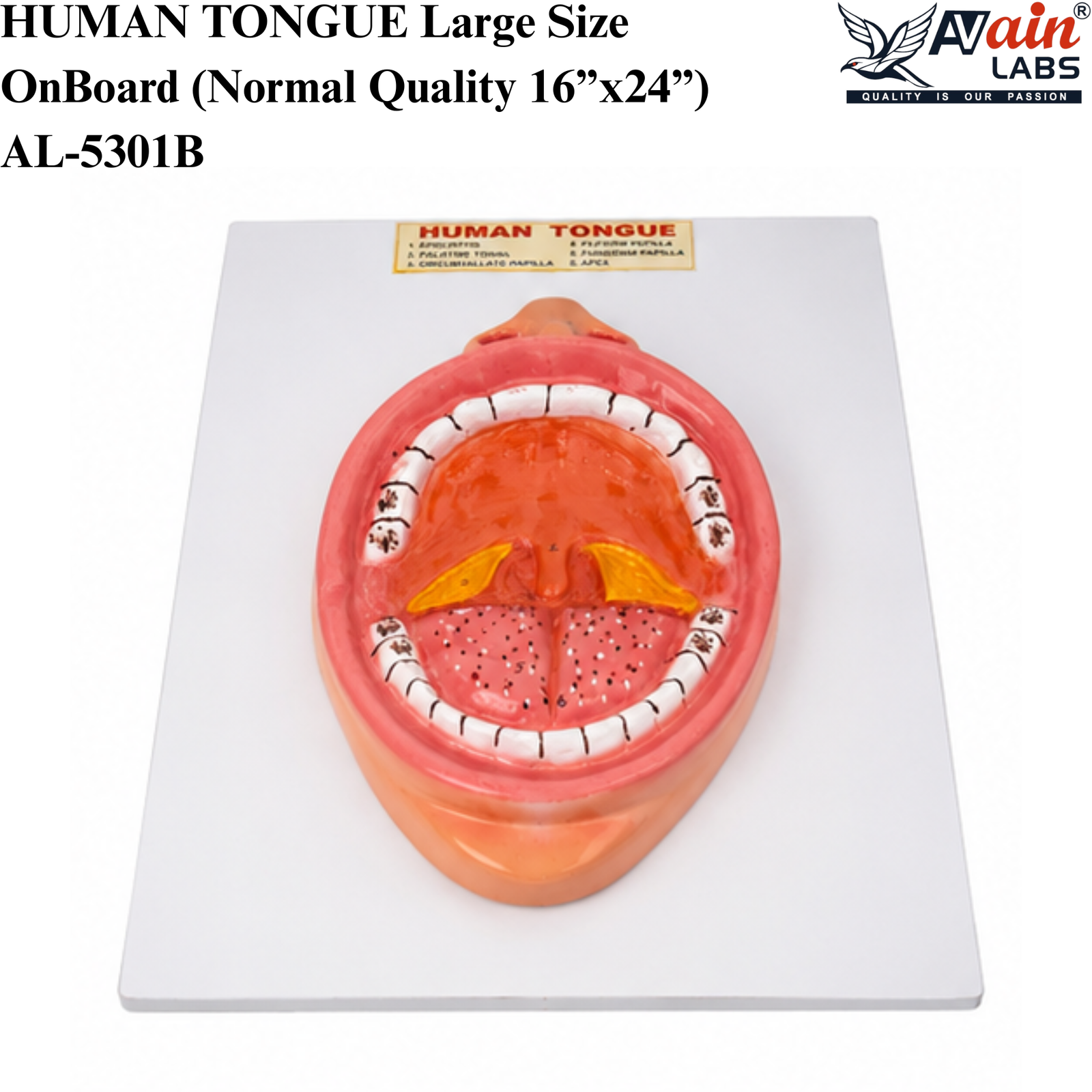 AVAIN LABS®HUMAN TONGUE Large Size On Board (Normal Quality 16”x24”) AL-5301B - Image 5