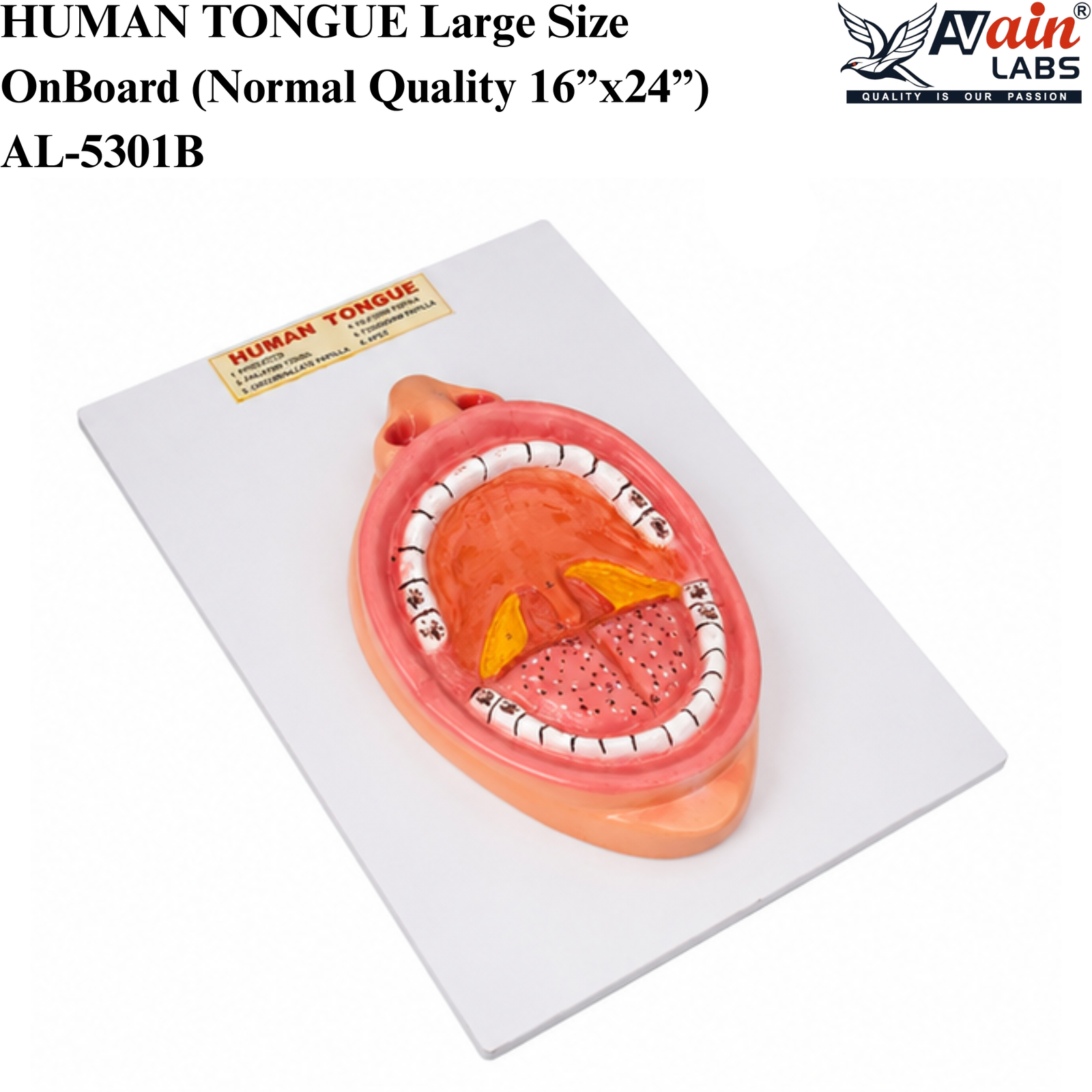 AVAIN LABS®HUMAN TONGUE Large Size On Board (Normal Quality 16”x24”) AL-5301B - Image 2