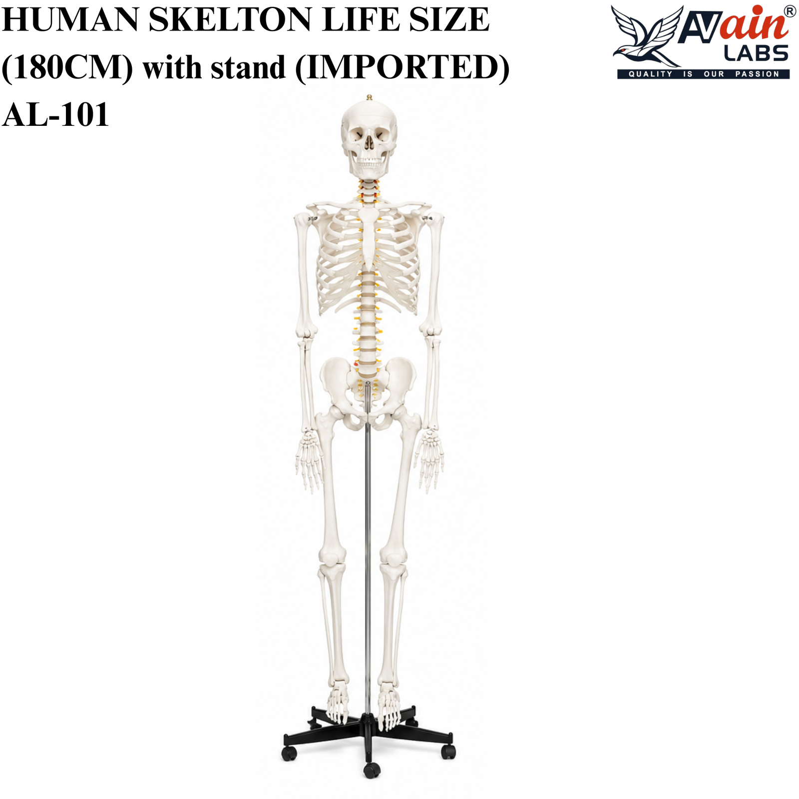 AVAIN LABS® HUMAN SKELTON LIFE SIZE (180CM) with stand (IMPORTED) AL-101