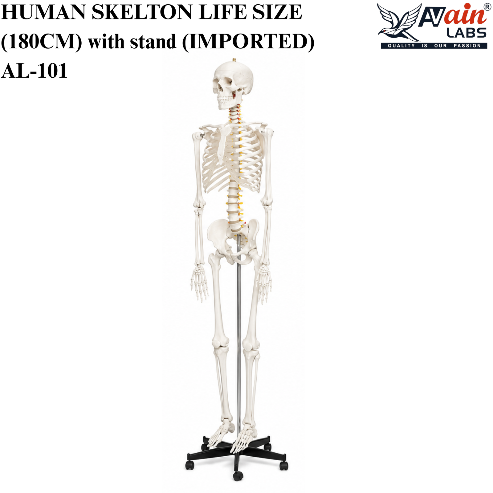 AVAIN LABS® HUMAN SKELTON LIFE SIZE (180CM) with stand (IMPORTED) AL-101 - Image 3
