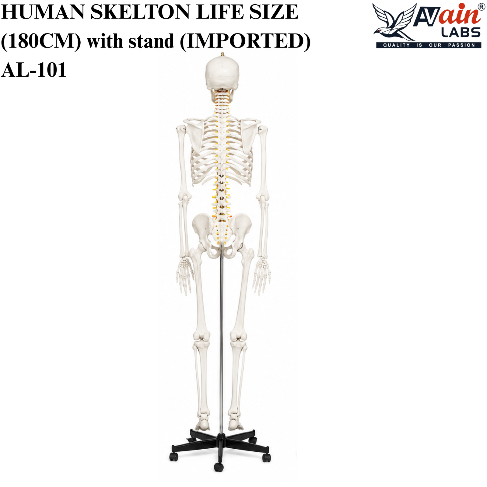 AVAIN LABS® HUMAN SKELTON LIFE SIZE (180CM) with stand (IMPORTED) AL-101 - Image 5