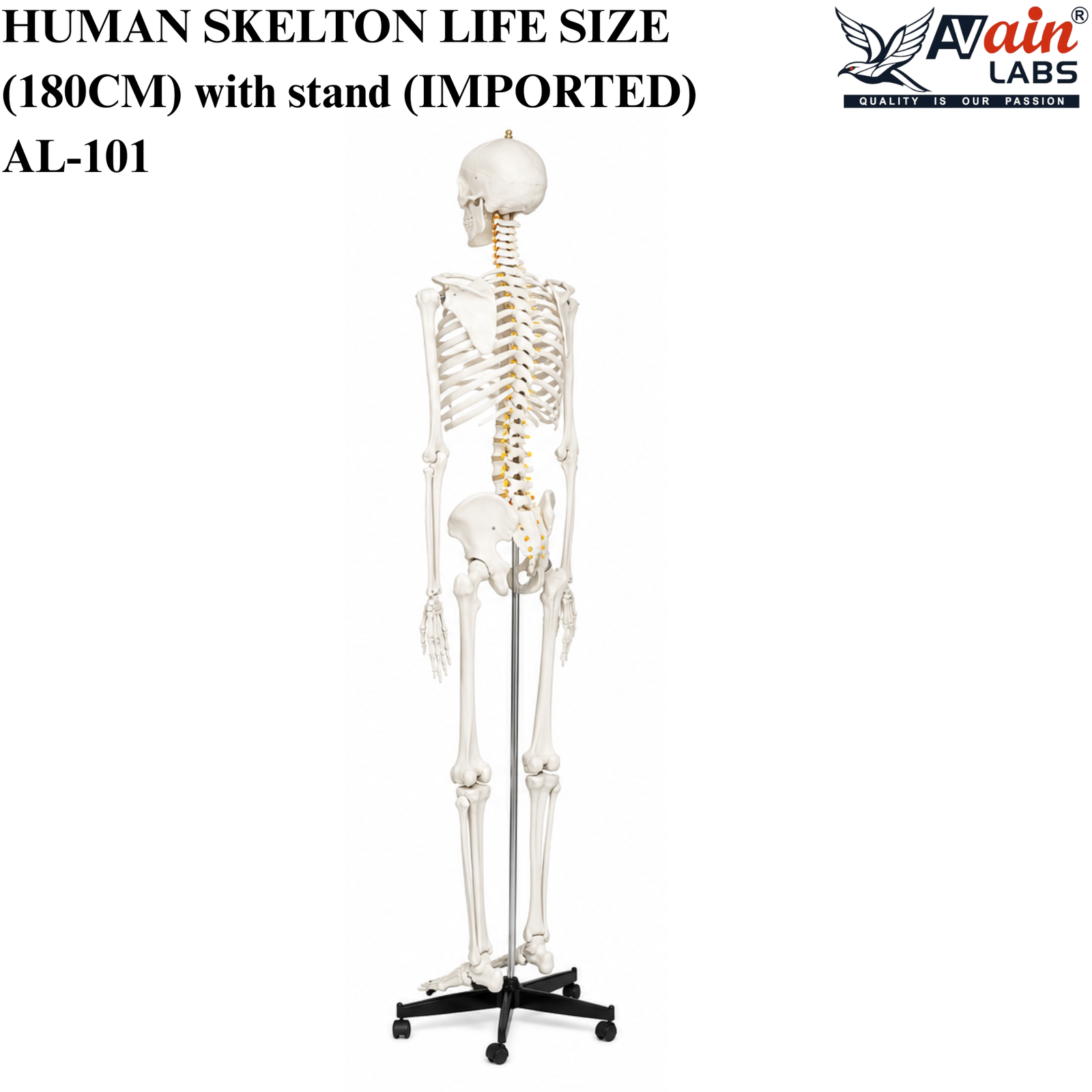 AVAIN LABS® HUMAN SKELTON LIFE SIZE (180CM) with stand (IMPORTED) AL-101 - Image 4