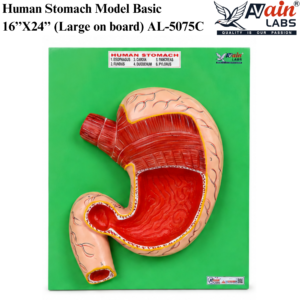 AVAIN LABS® HUMAN STOMACH MODEL
