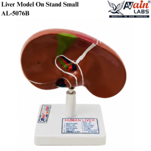 AVAIN LABS® LIVER MODEL